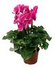 Cyclamen