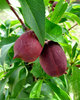 nectarine growth1