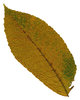 Leaf 27