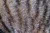 fine feline fur