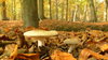 beautiful forest