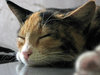 cute cat fell asleep