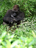 shy kong 1