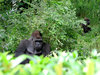 shy kong 3