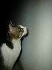 cat in the dark