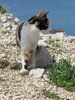 cat outdoors