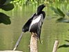 Anhinga Calling!