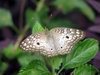 White Peacock Butterfly