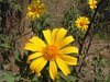 yellow flowers