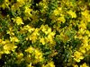Yellow on Green