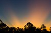 Sunrise Trees