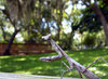 Curious Mantis