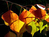 light & shadow autumn leaves2