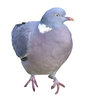 Pigeon