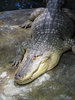 Alligator
