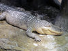 Alligator