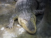 Alligator