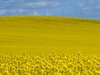 Rapefield and blue sky