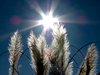 Star Grass