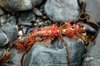 detritus 8