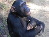 chimpanzees in zambia