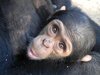 chimpanzees in zambia