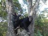 chimpanzees in zambia