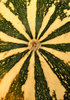 pumpkin patterns1