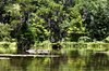 Florida Backwoods