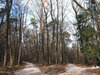 forest paths