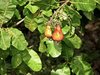 Cashews
