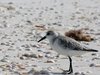 Sanderling