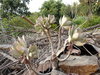 succulente