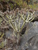 cactus tree