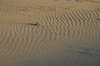 desert landscape