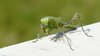 mantis on marmor table