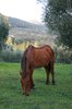 horse