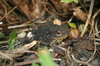 froggy1