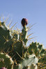 cactus pear