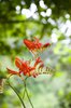 Red Flowers