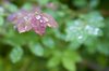 Dew Drops