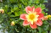 Pretty flower