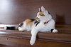 Cat on Piano
