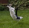 Cat in Flight