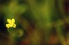 Corkscrew Flower