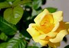 Yellow Rose