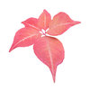 autumn shapes Red Leaves