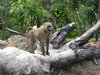 one monkey