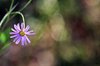 Purple with bokeh