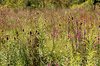 Autumn Field